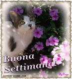 Buona Notte