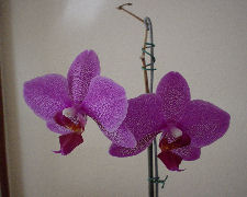 Orqudea