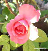 Rosa