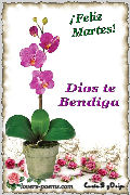 Feliz Martes